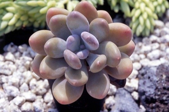 【植物図鑑】パキフィツムなど6種類の多肉植物情報追加