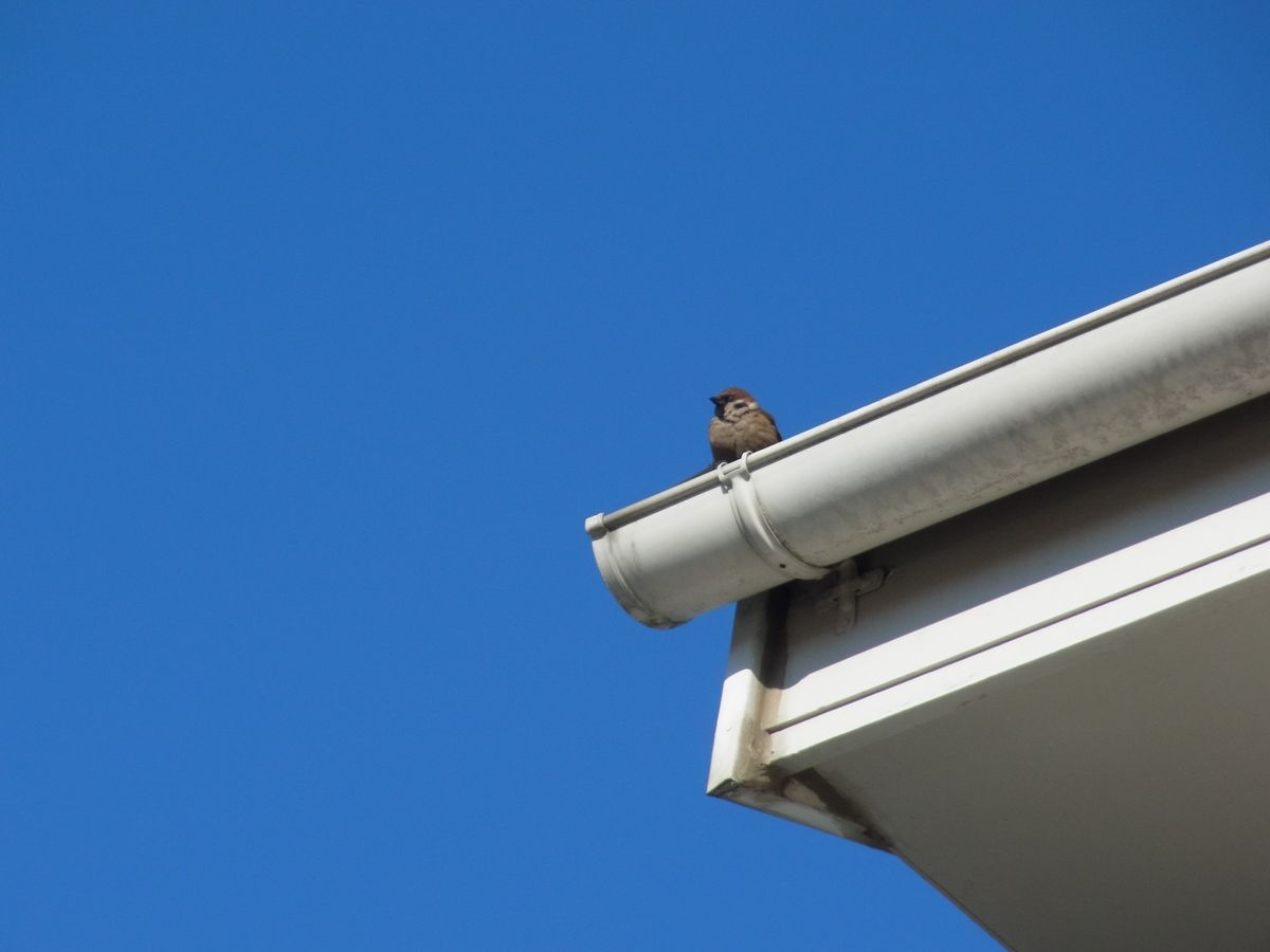 モモとウメと青空と