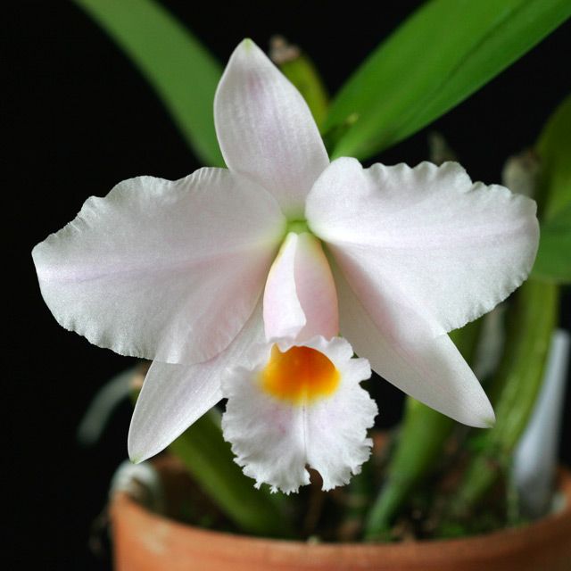 C. Memoria Alberto Wenzel 'Domyoji'