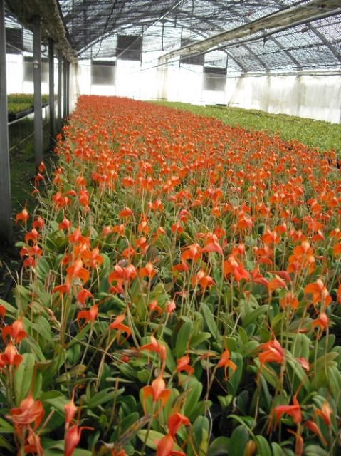 本日は山梨県の北杜市にあるマスデバリア生産ハウスに行ってきました。