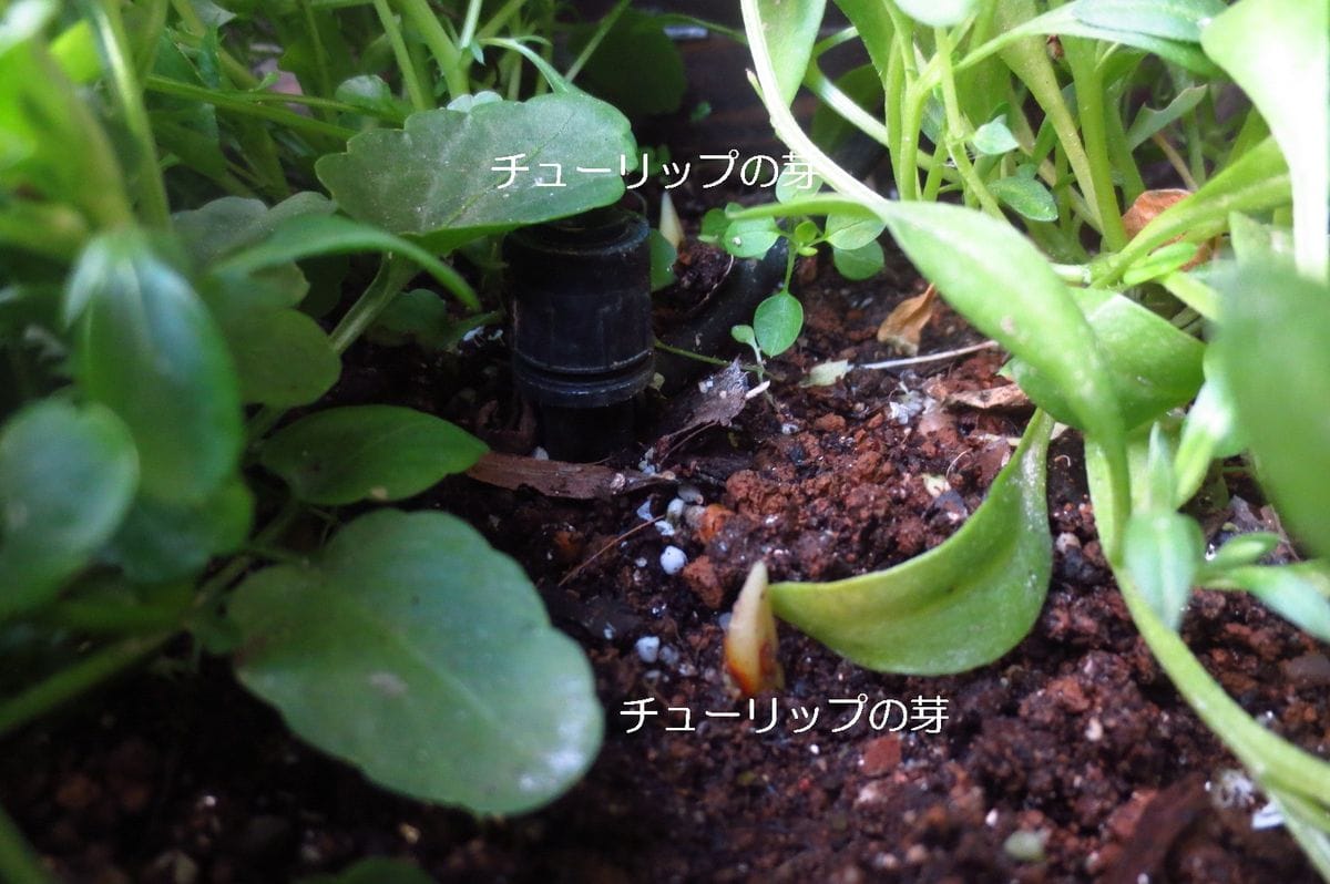 寄せ植えの原種チューリップ