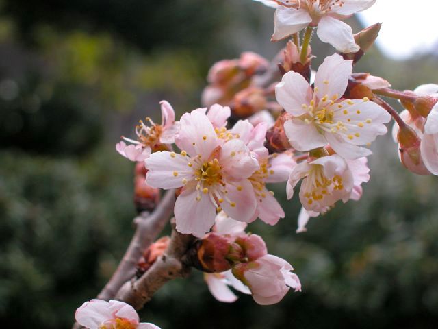 ひっそりとカンアオイの花