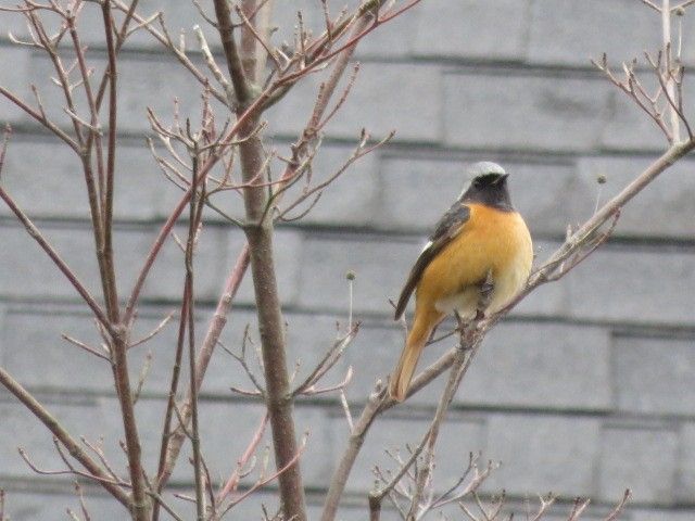 甘木の鳥さんたち