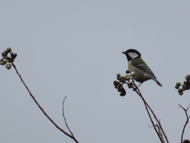 甘木の鳥さんたち