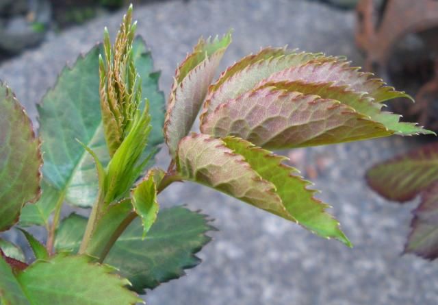 ビアンヴニュの新芽