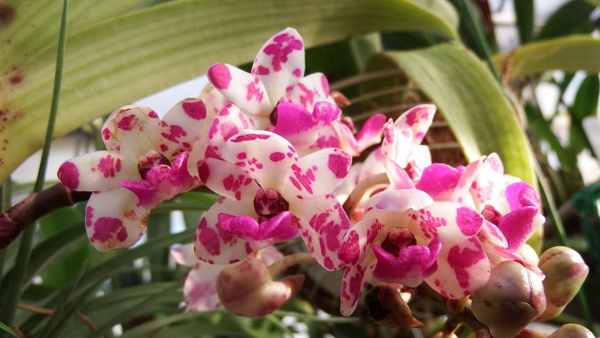 Rhy. gigantea ‘Spot’