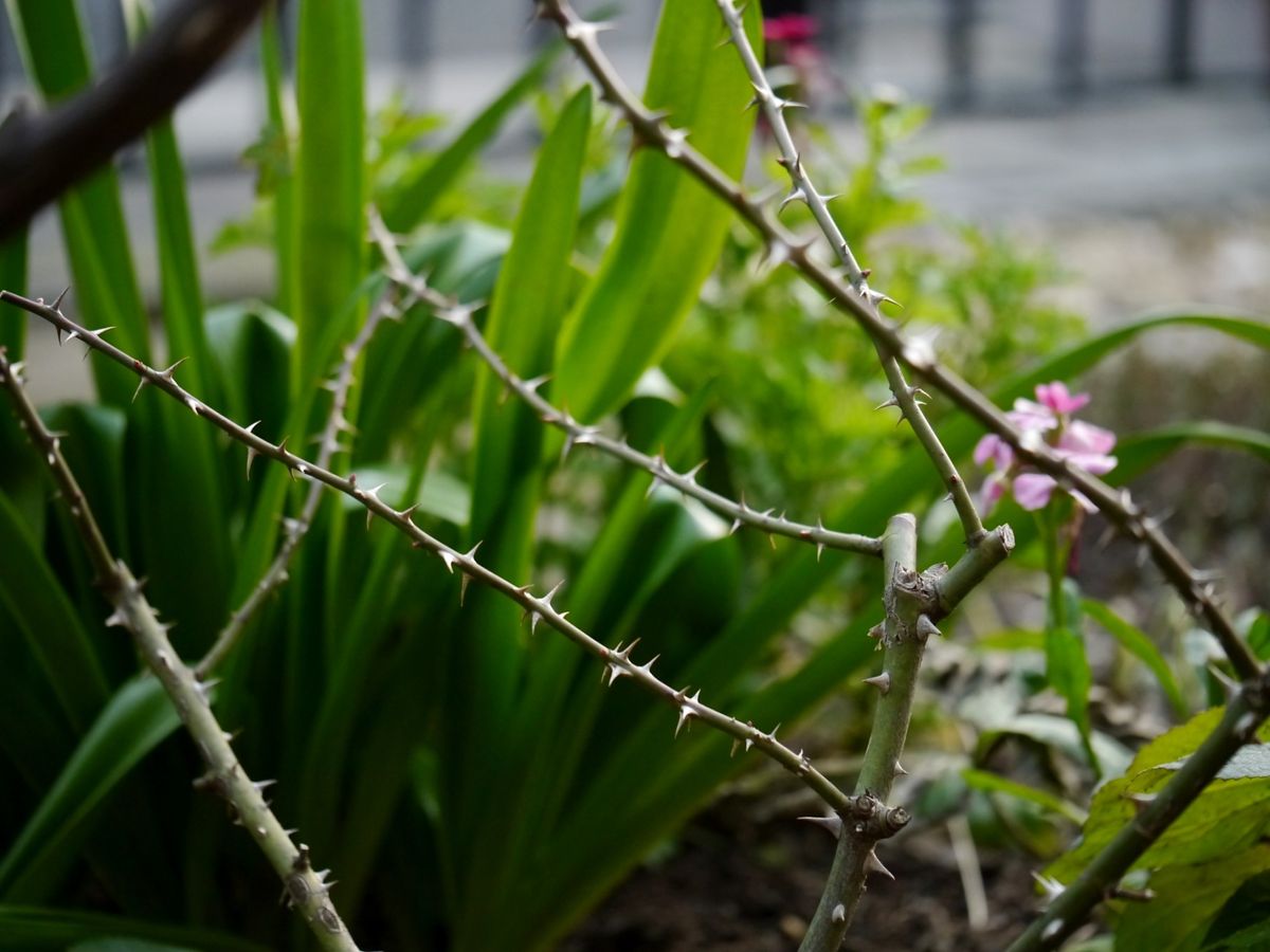 植え替えも終わりました。