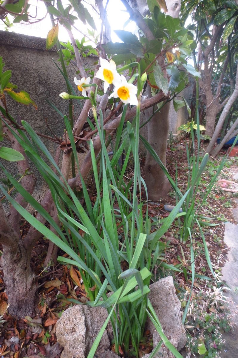 大寒の庭の花