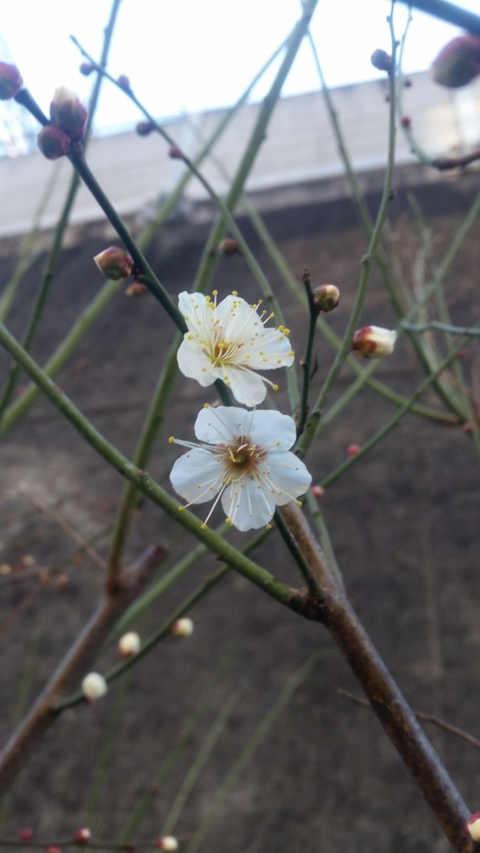 梅の花がちらほらと…