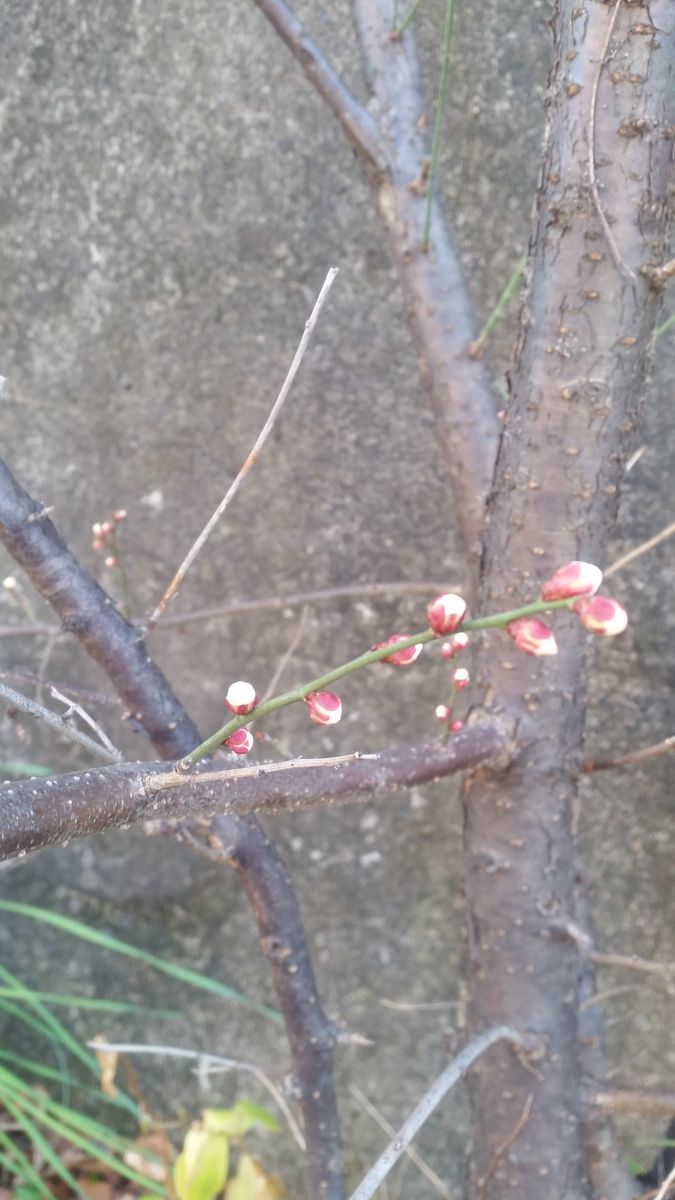 梅の花がちらほらと…