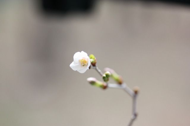 祝！開花宣言