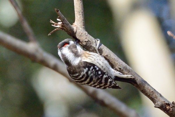 野鳥三題