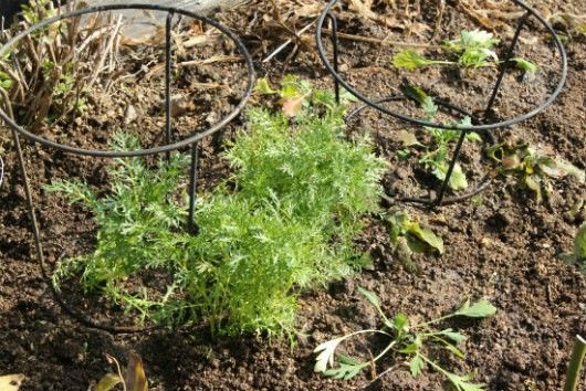 バス道沿いの植え込み