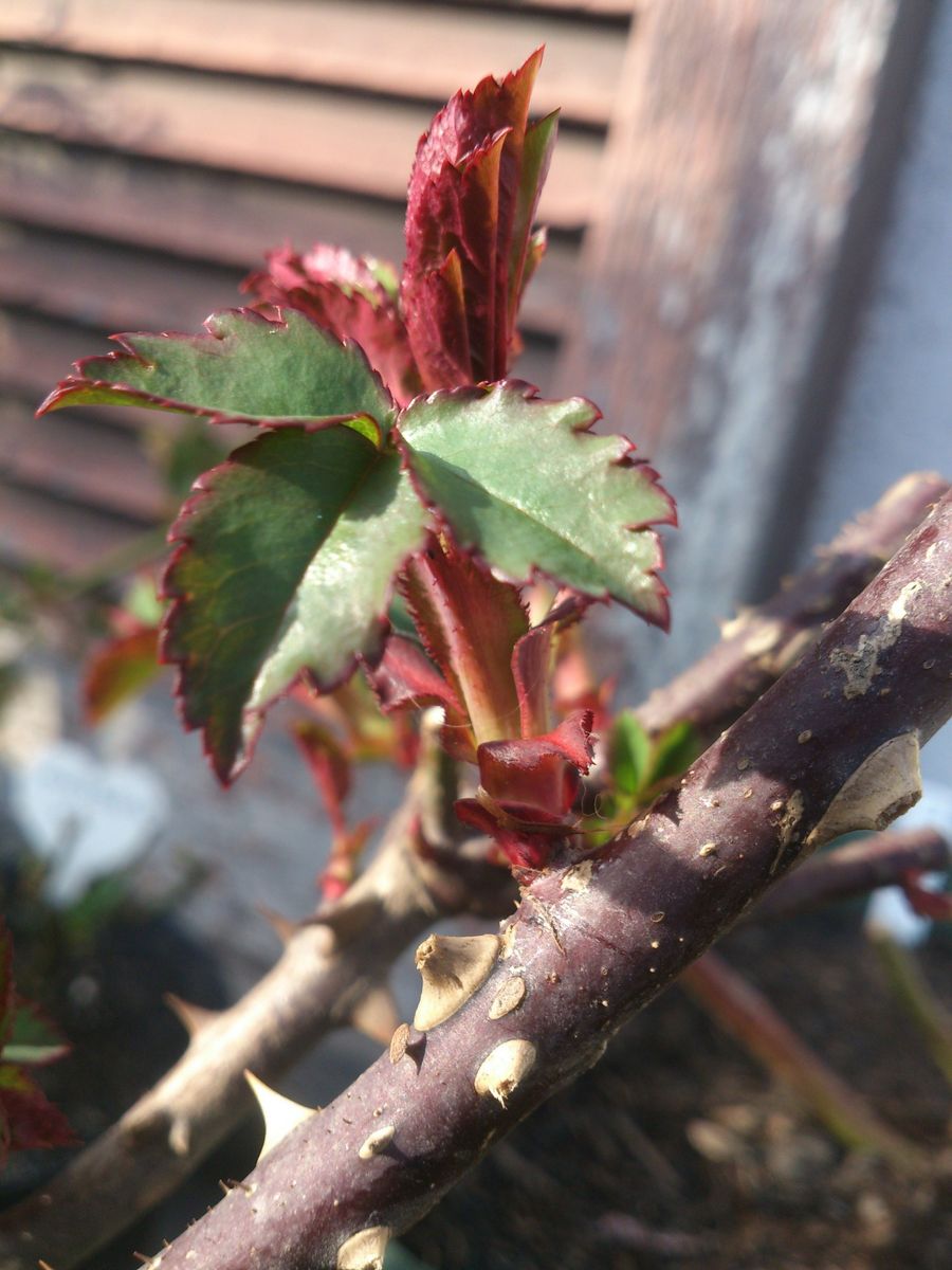 レディ エマ ハミルトンの芽吹き