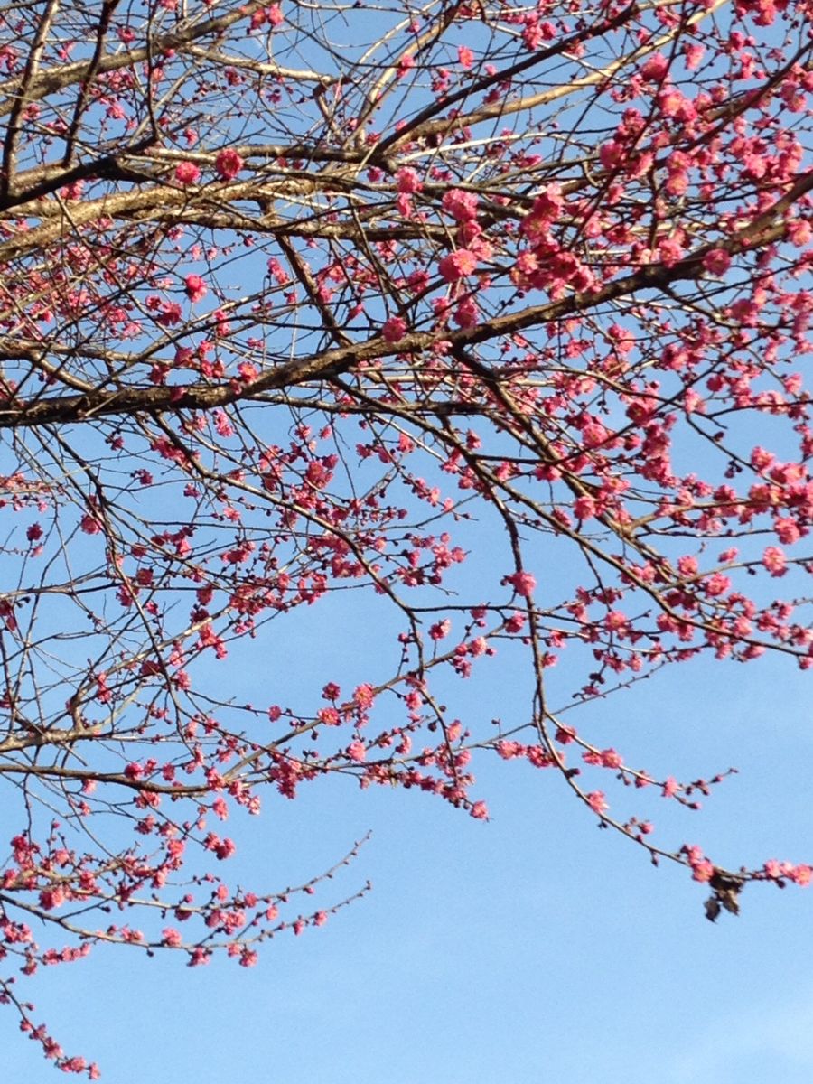 紅梅満開です