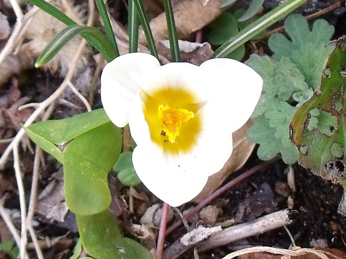 今日はクロッカスの花を見つけました。