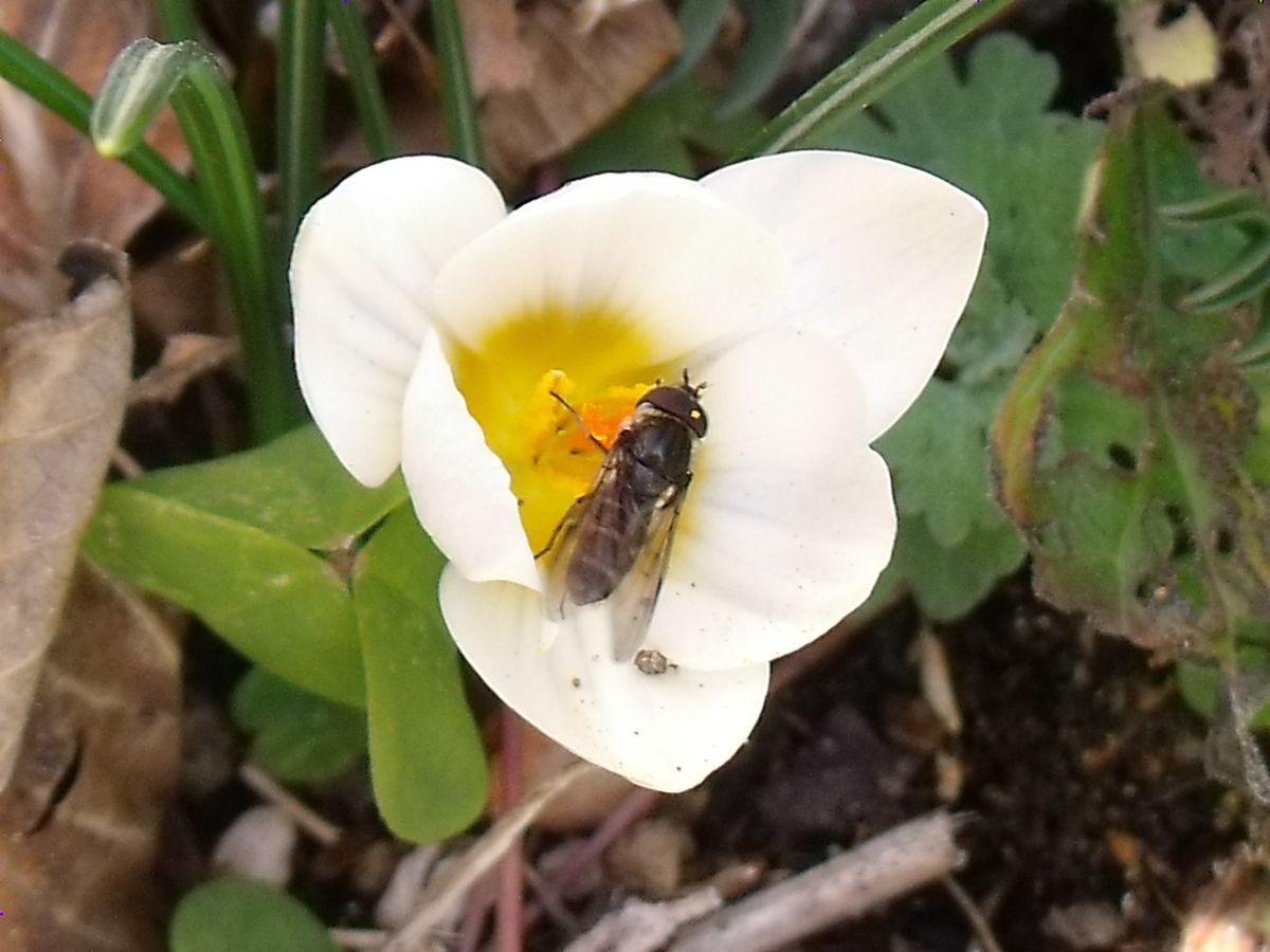 今日はクロッカスの花を見つけました。