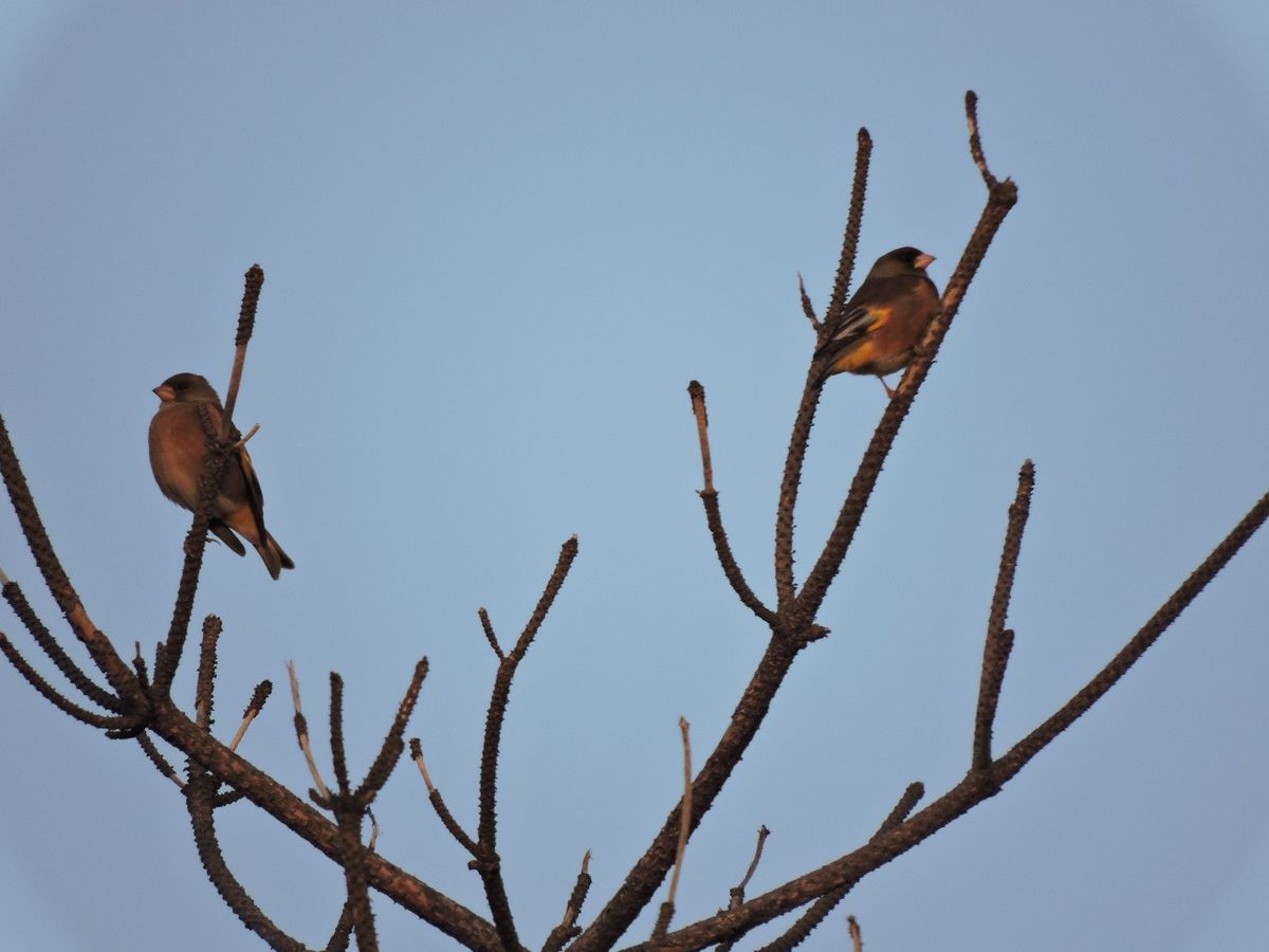 ｺﾝﾃﾞｼﾞ野鳥撮影