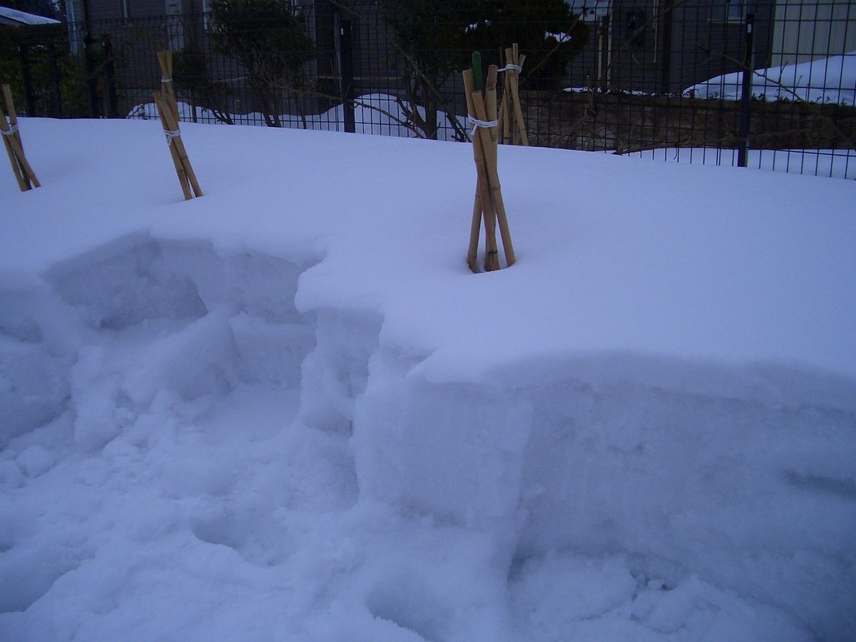 ネタがないので庭の雪です