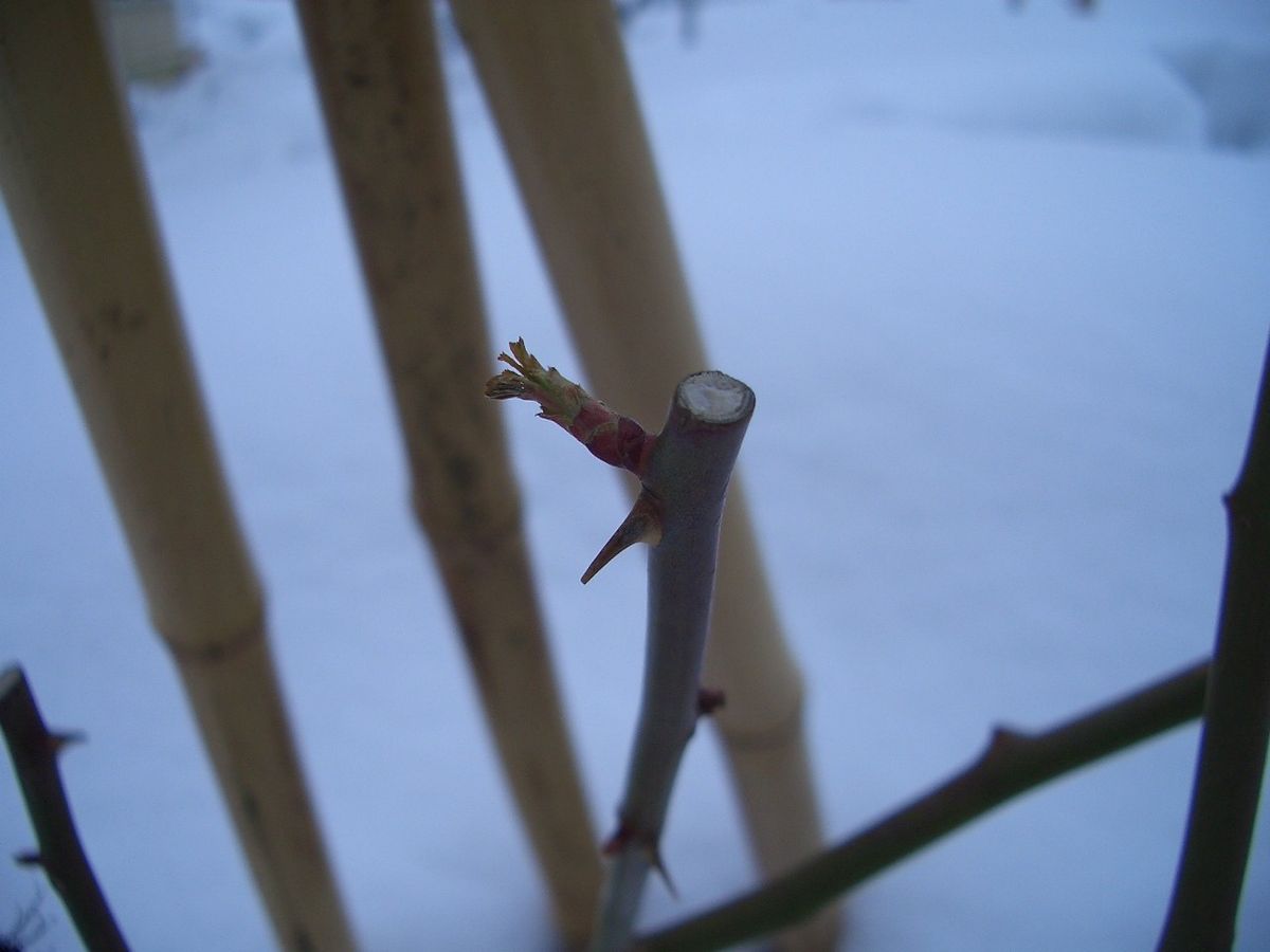 ネタがないので庭の雪です