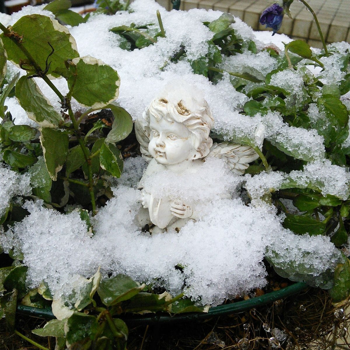 天使も寒そう⛄