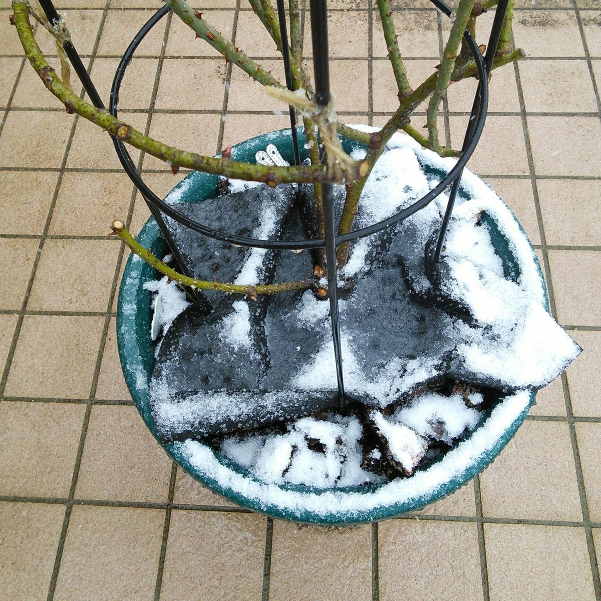 益々降ってる～⛄