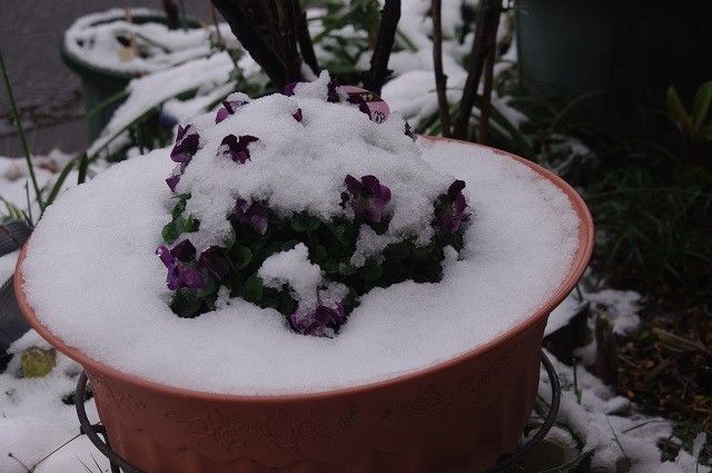 この冬初の雪景色