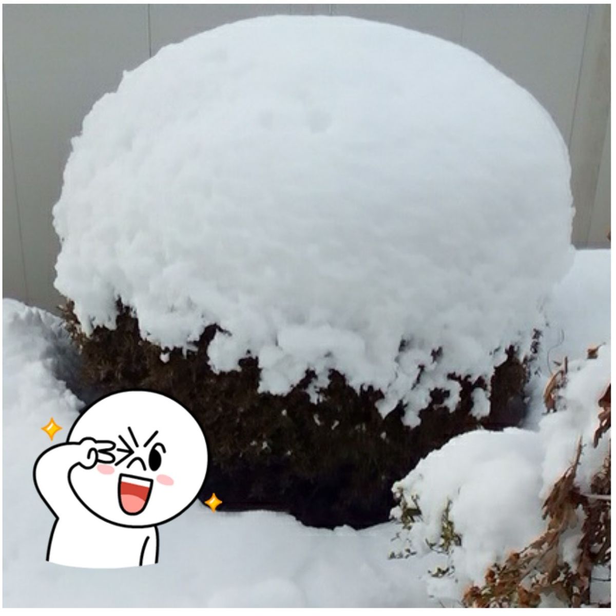 雪が降りましたー(´～｀*)