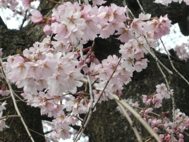 ひな祭り