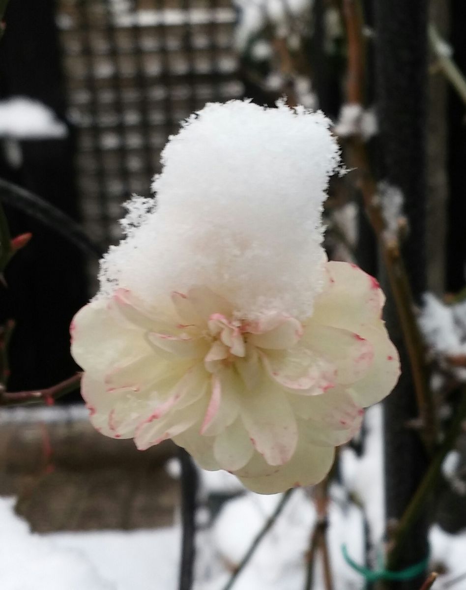 雪が積もりはじめて