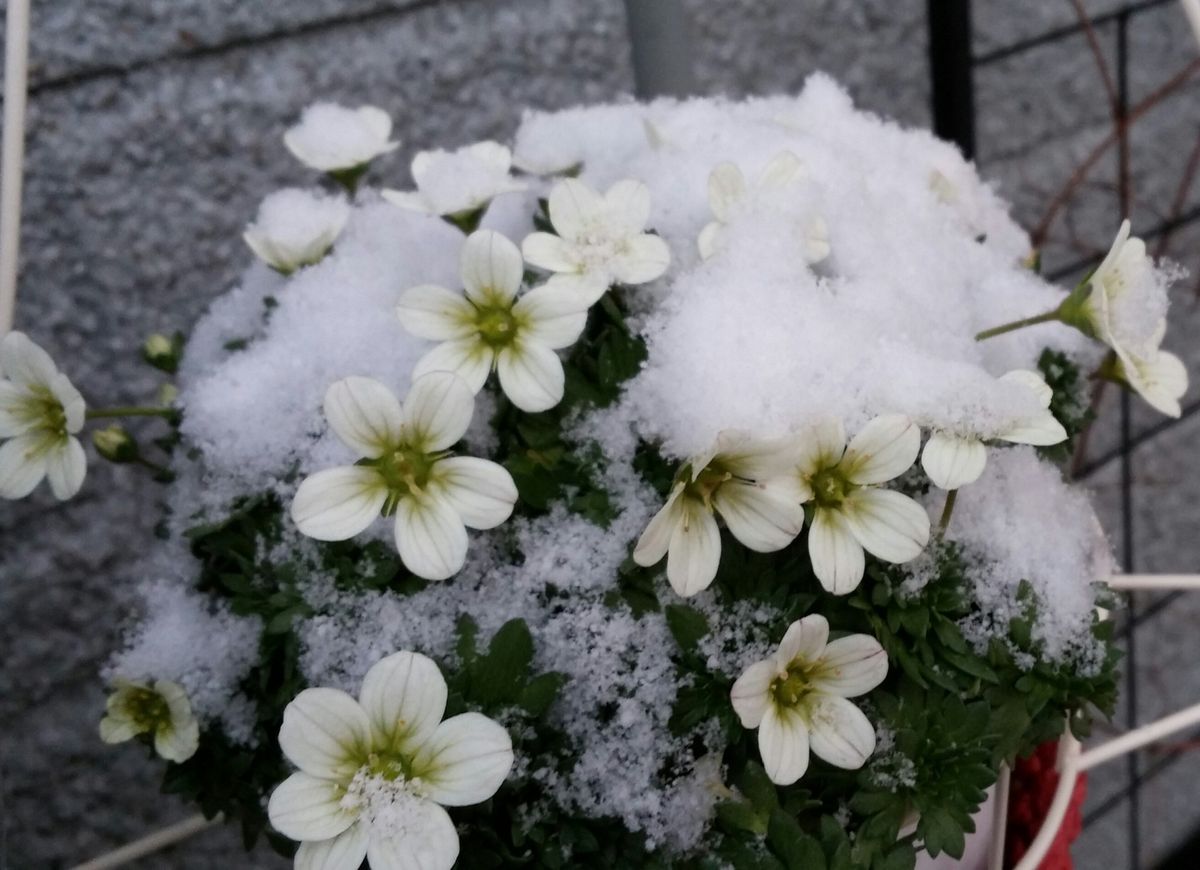 雪が積もりはじめて