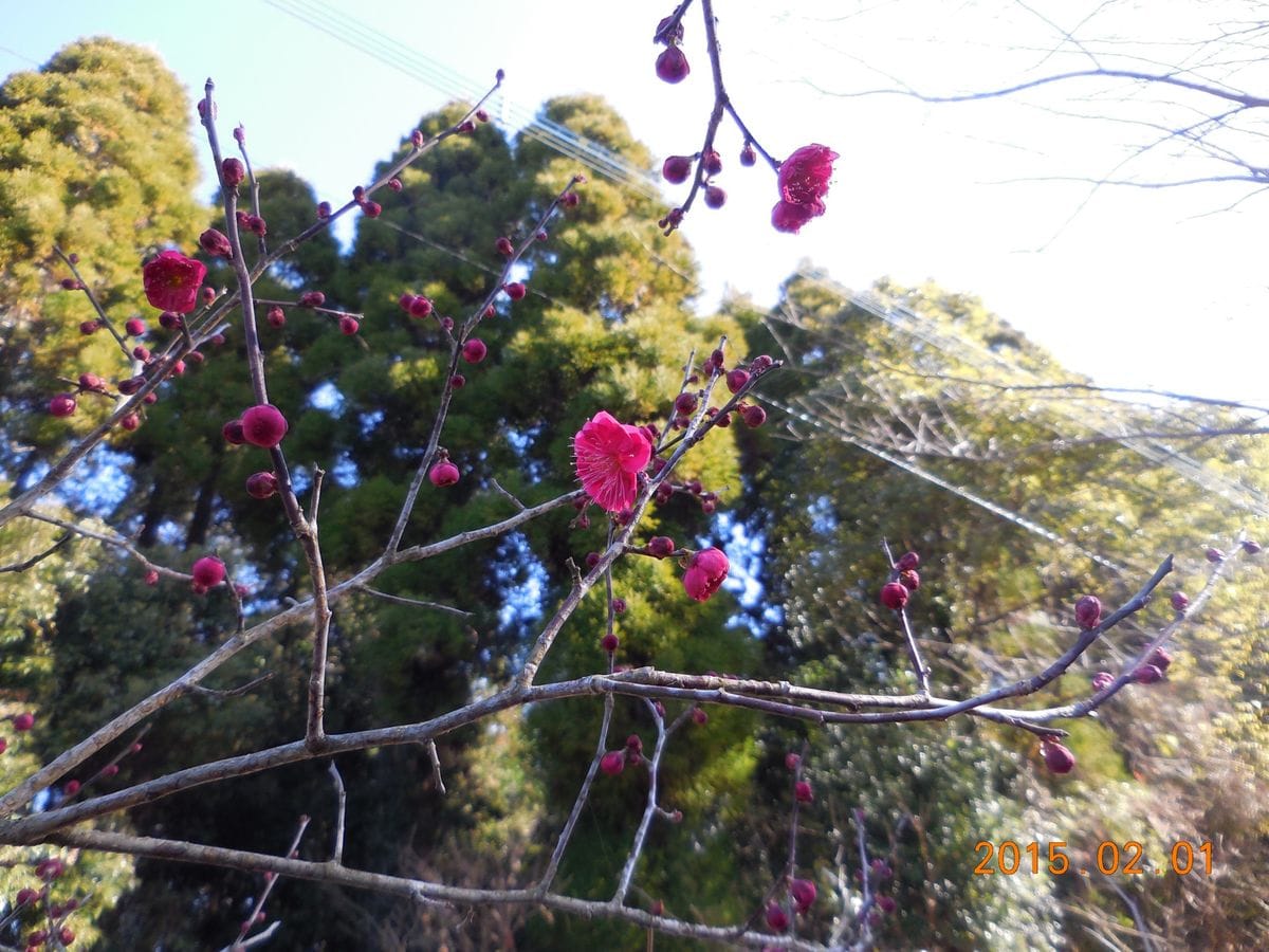 園芸、なんでんかんでん②