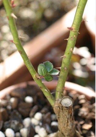 春は近い？芽吹き