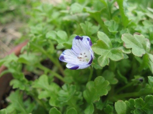 ネモフィラ　マキュラータの一番花