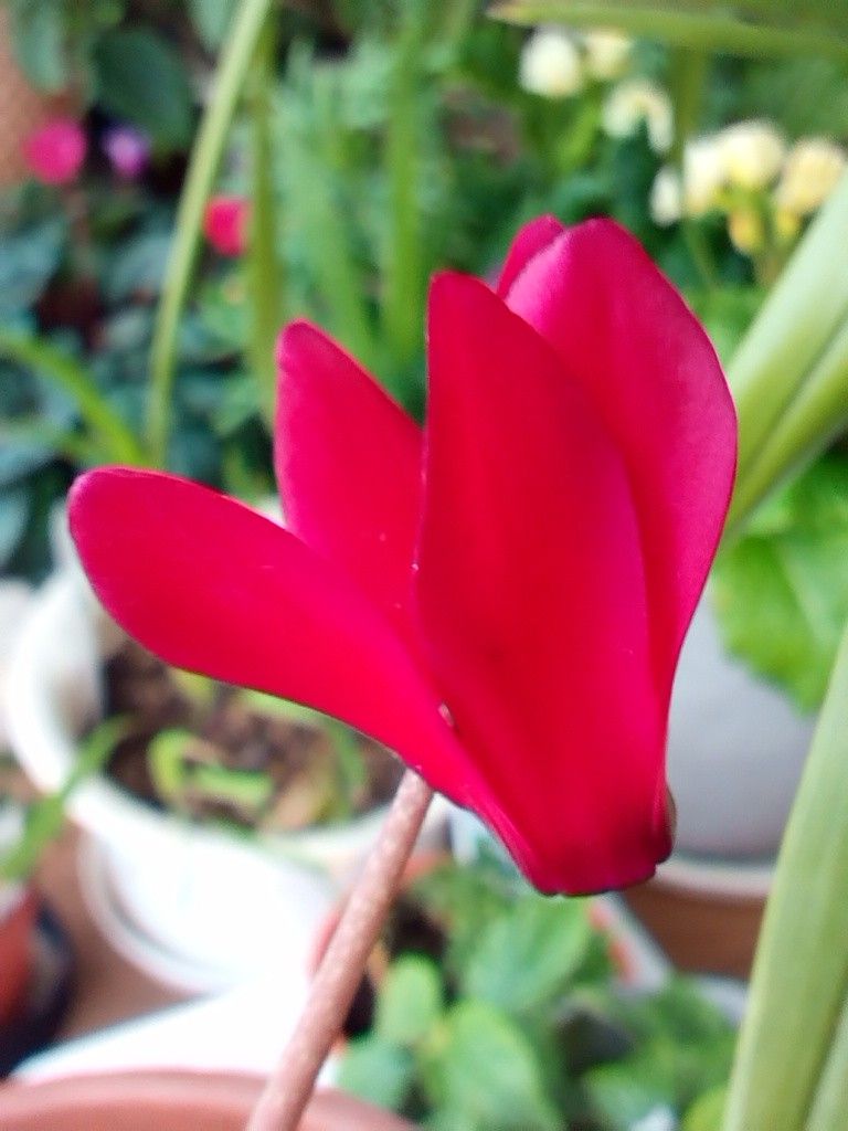 暖かさを求めて情熱的な赤い花を(≧∇≦)ﾓｴ～