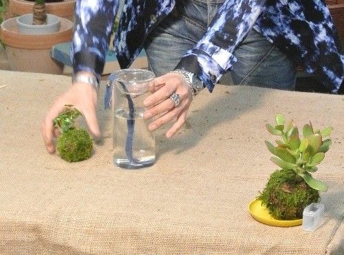 苔玉の底面吸水による水やり