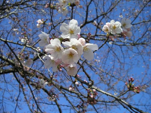 いよいよお花見の季節です