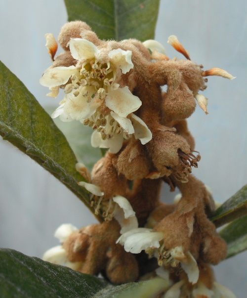 Eriobotrya japonica