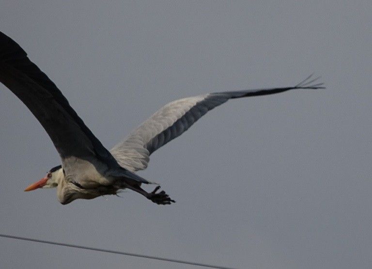 鳥たち　②