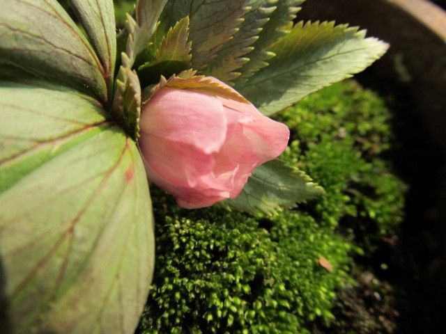 ちょっと早めのチベタヌス開花しました。