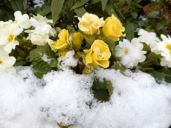 又、雪でした。