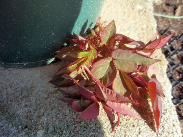 せっかくの新芽ですが、切ってしまいました。