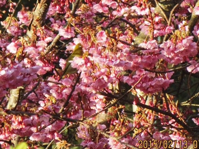 緋寒桜と鳥