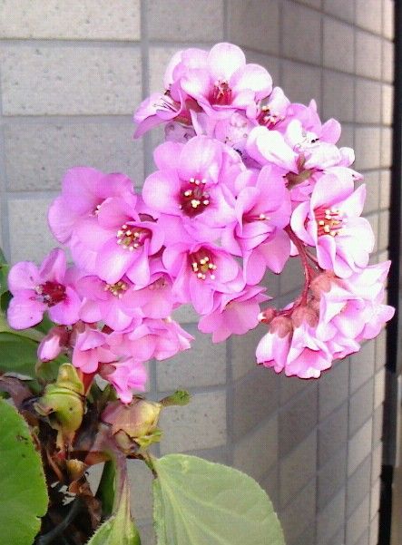 Bergenia stracheyi