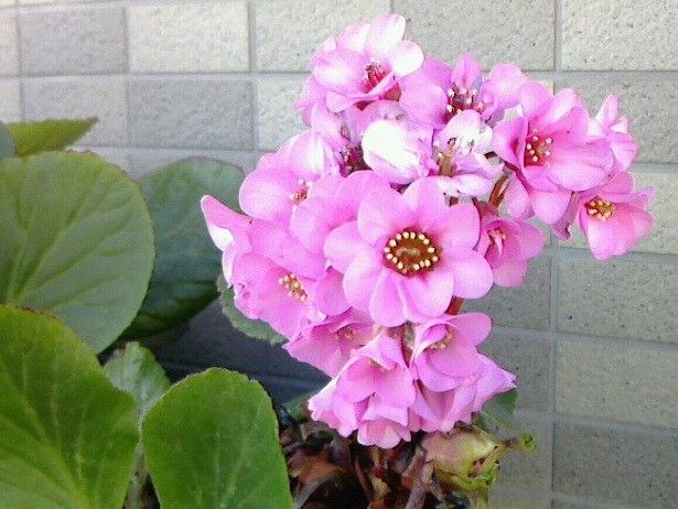 Bergenia stracheyi