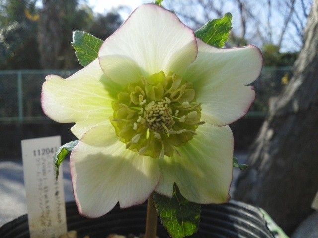 加藤農園さんから来た花