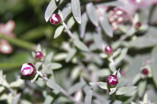 お花の開花の基準