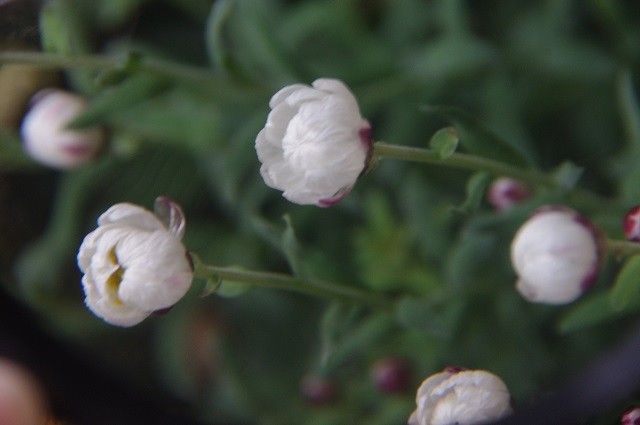 お花の開花の基準