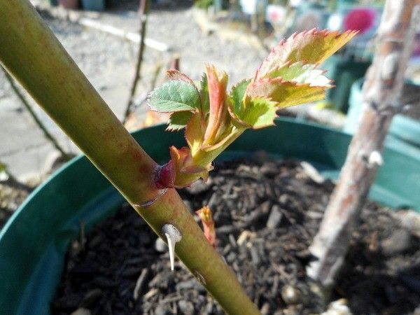 今日の庭から②薔薇の新芽。