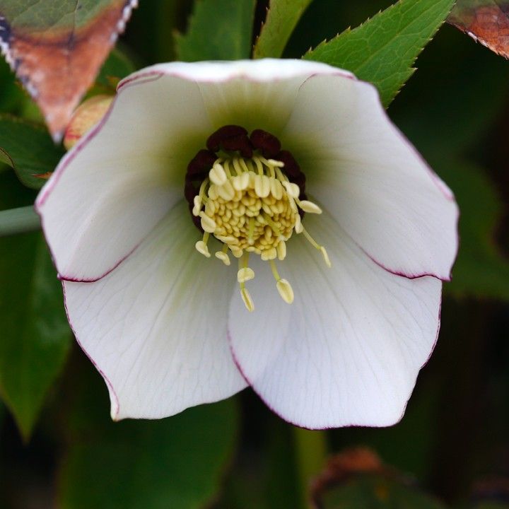 Helleborus x hybridus